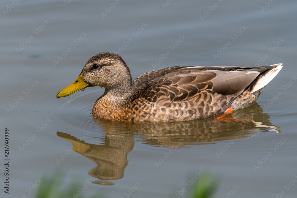 Duck in the pond Duck in the pond