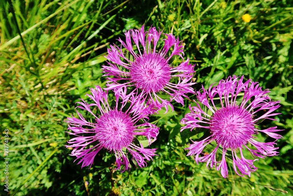 Obraz premium Distelblüten