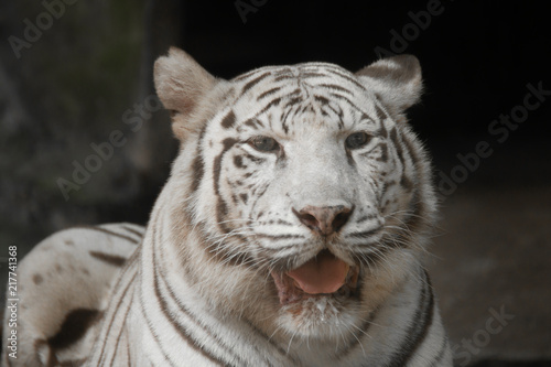 close up of a white tiger