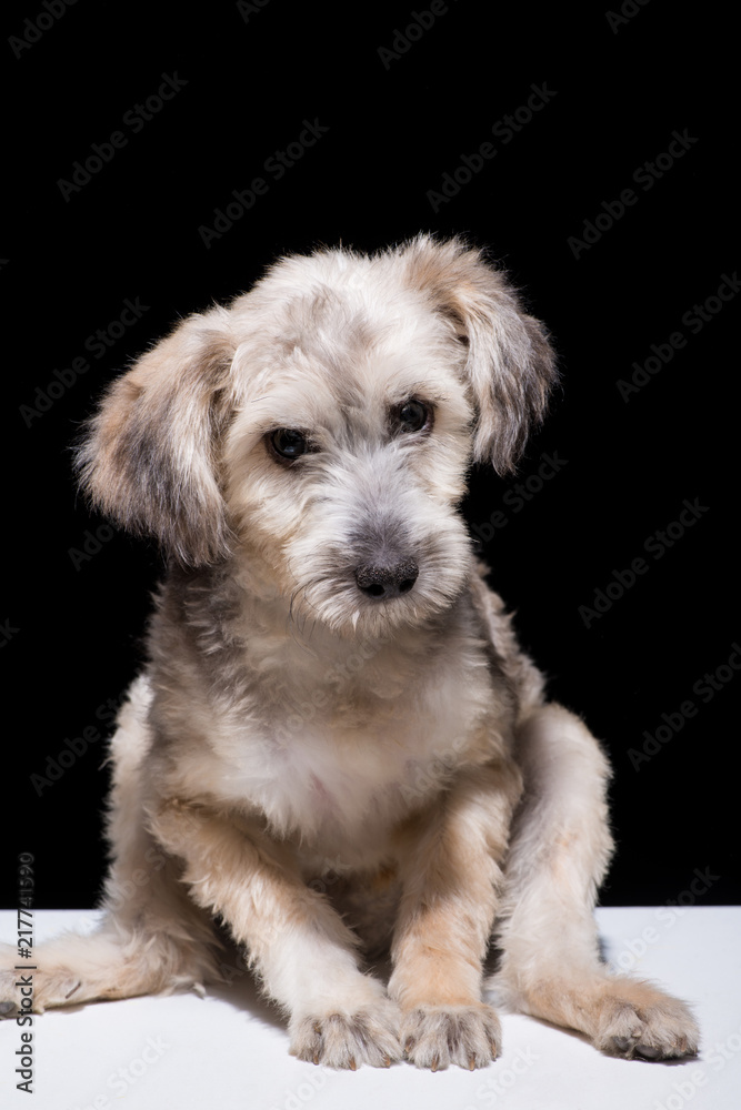 one mongrel dog puppy on a black background. studio shot one mongrel dog puppy on a black background. studio shot