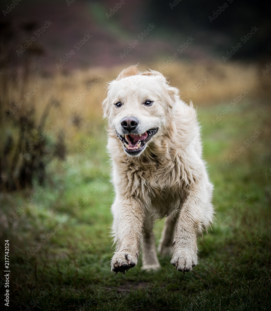 The Golden Retriever