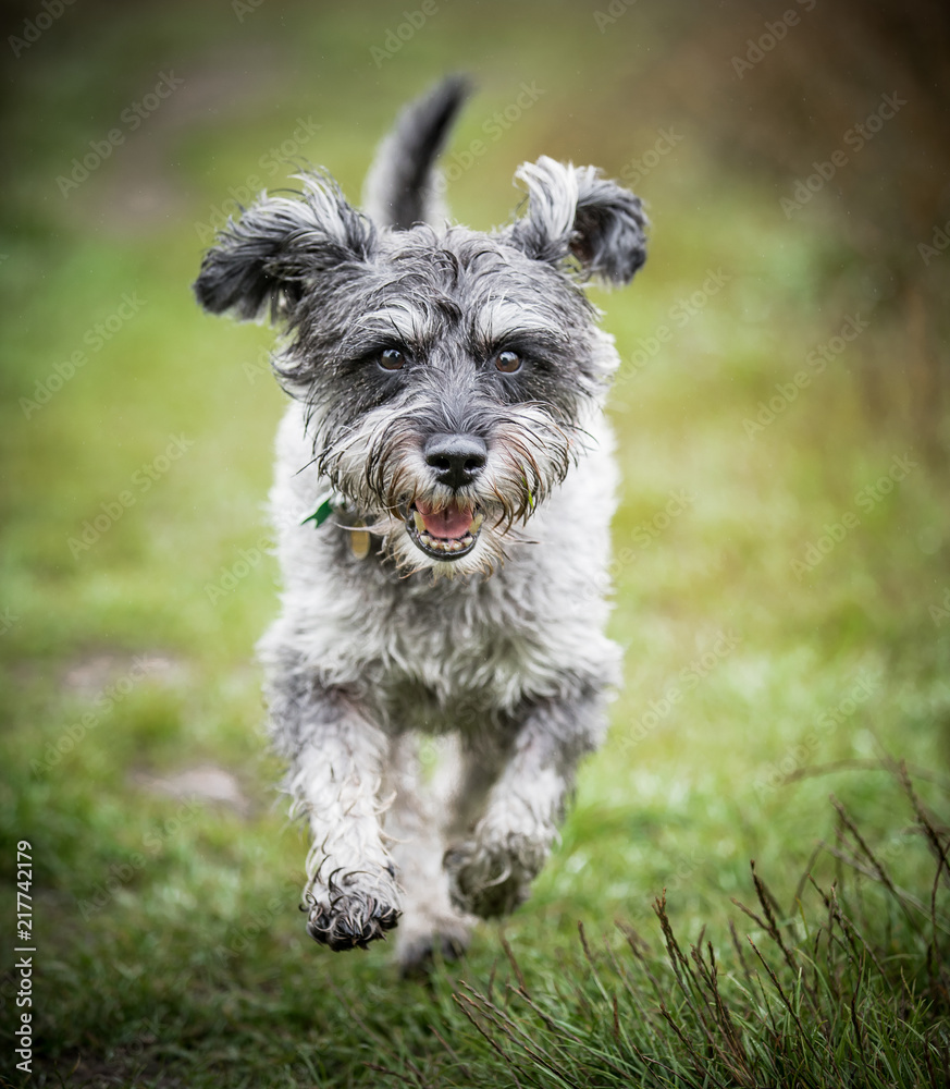 The Miniature Schnauzer