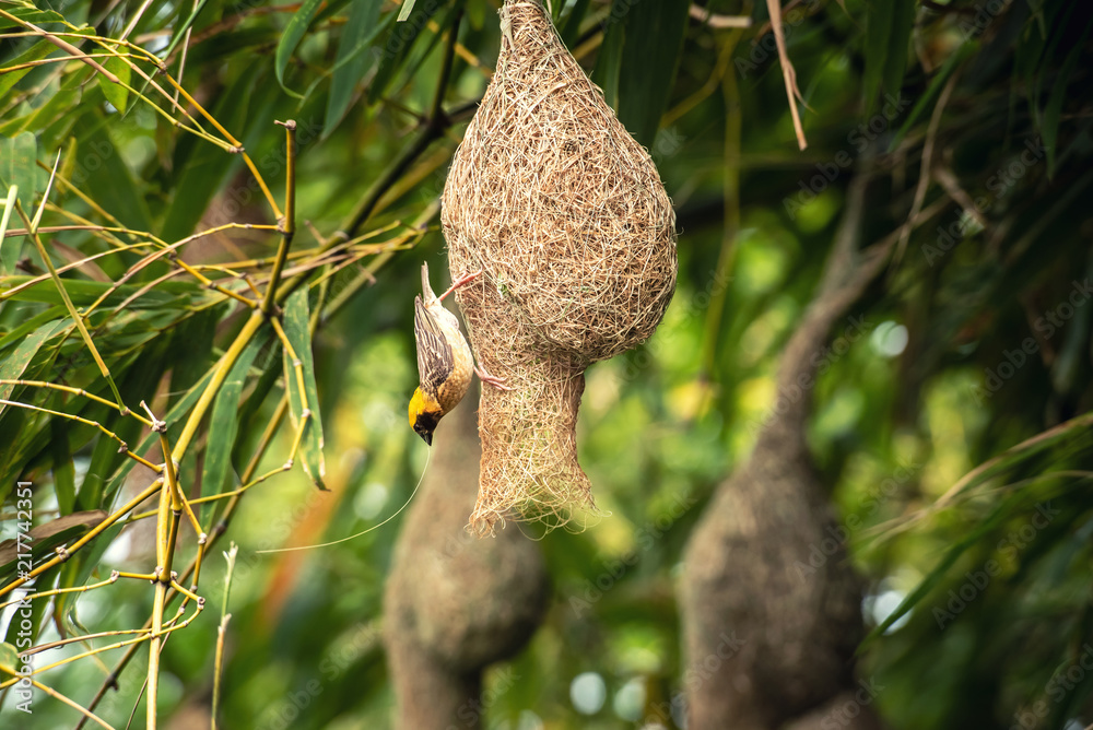 Nature of Wildlife - Weaver Birds Catching on the Nest that Hanging on Bamboo Tree in the Forest Nature of Wildlife - Weaver Birds Catching on the Nest that Hanging on Bamboo Tree in the Forest