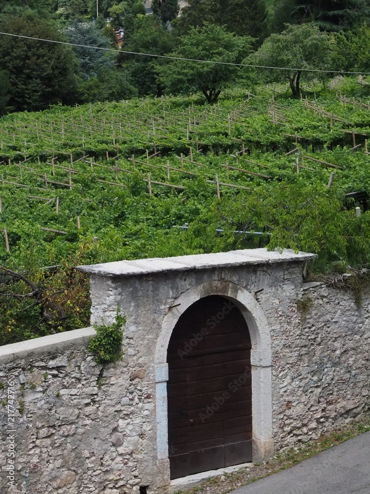  Ancient wall, entrance, vineyard. Rovereto, Italy.
