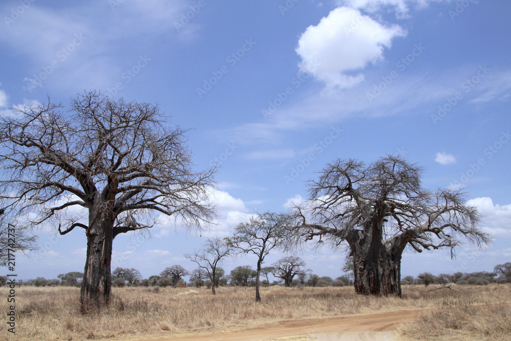 Afrikanische Affenbrotbaum (Adansonia digitata), Afrikanischer Baobab