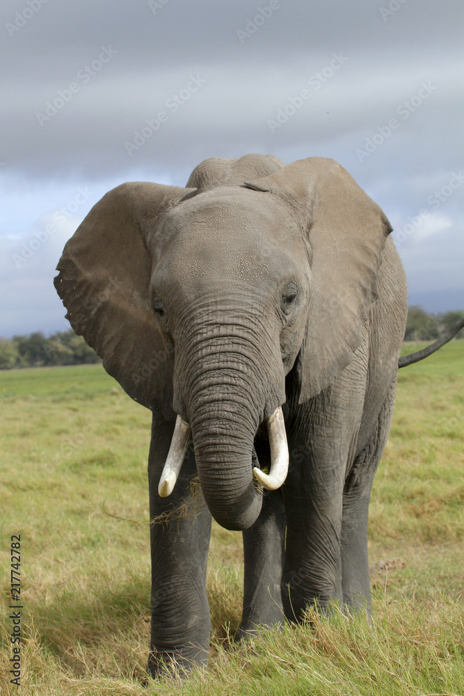 Afrikanische Elefant (Loxodonta africana), Kenia, Ostafrika