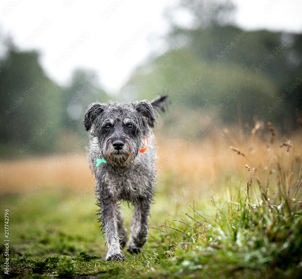 The Miniature Schnauzer