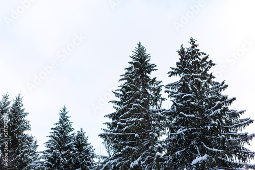 Snowy Trees © Nathanael Asaro