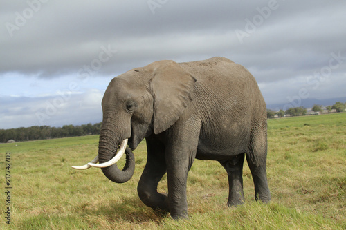 Afrikanischer Elefant (Loxodonta africana) in der Steppe, Kenia, Ostafrika
