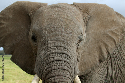 Afrikanische Elefant (Loxodonta africana), Kenia, Ostafrika