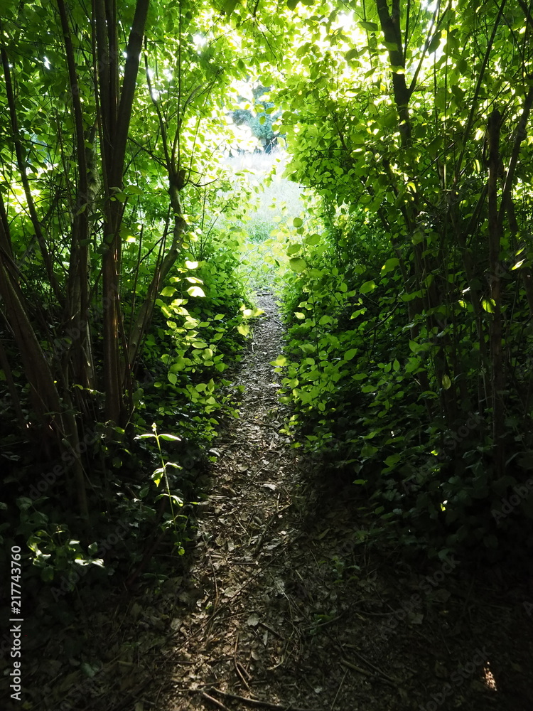 Obraz premium Path in the woods.