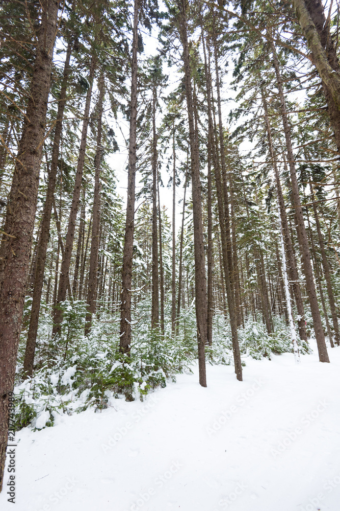 Coniferious forest Coniferious forest