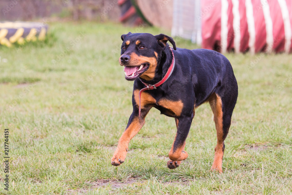 Portrait Rottweiler dog living belgium Portrait Rottweiler dog living belgium