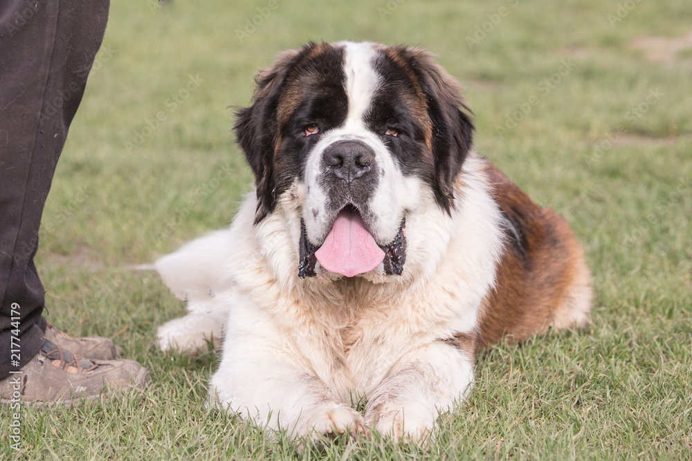 Portrait of saint bernard dog living in belgium