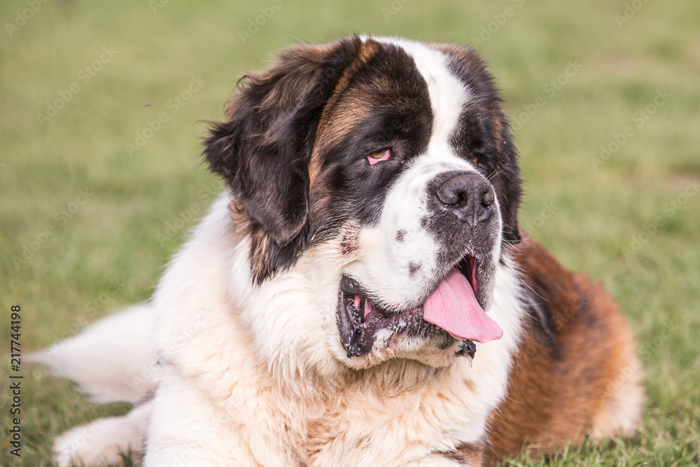 Portrait of saint bernard dog living in belgium Portrait of saint bernard dog living in belgium