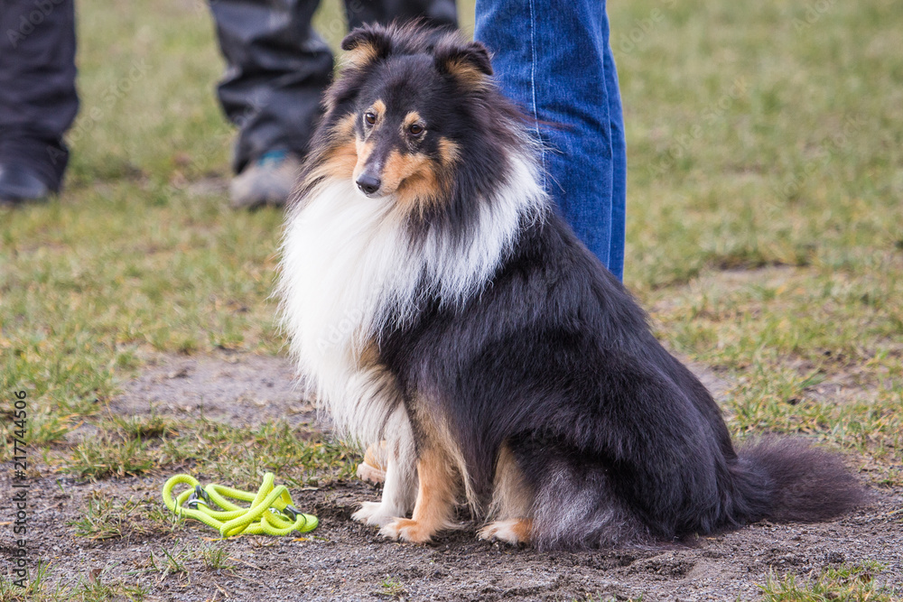 Portrait of Shetland Sheepdog living in belgique Portrait of Shetland Sheepdog living in belgique