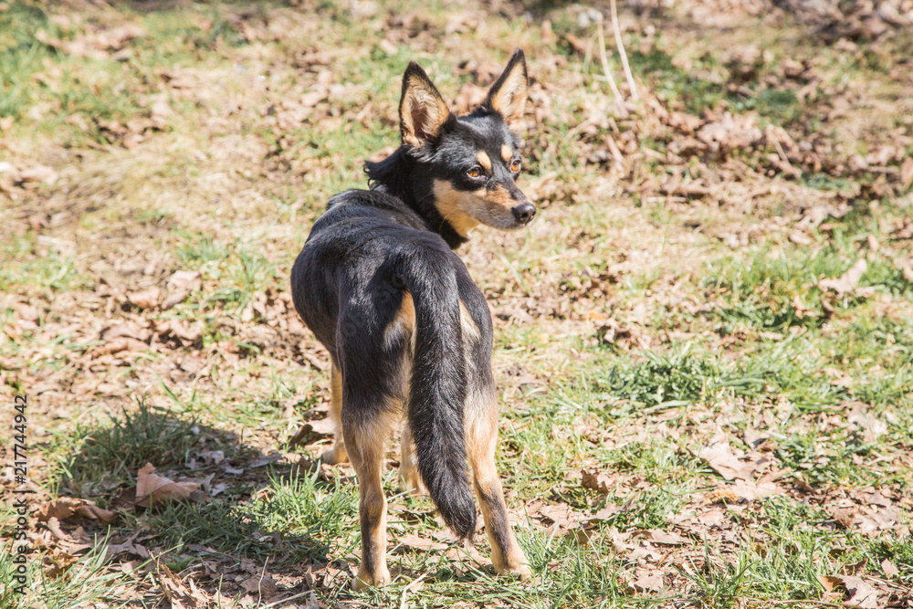 Portrait of Pinscher dog living in belgium Portrait of Pinscher dog living in belgium