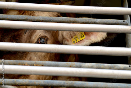 Cow in a truck interior, sad, on the way to the slaughterhouse photo