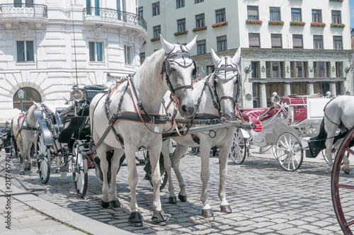 Horses harnessed in a fiacre in downtown, Vienna, Austria