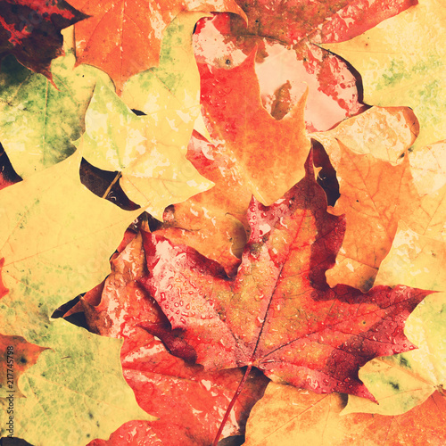 Background of rainy maple leaves  square shot overhead view  toned photo