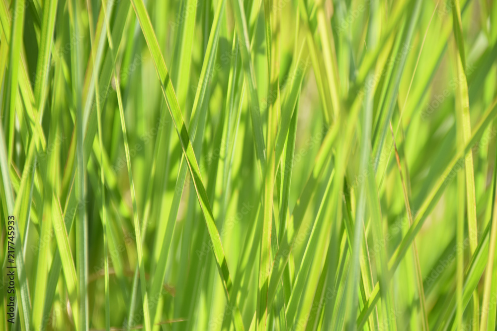 blurred bright-green reed grass juicy green colored as grasses background, calamagrostis background in summer blurred bright-green reed grass juicy green colored as grasses background, calamagrostis background in summer
