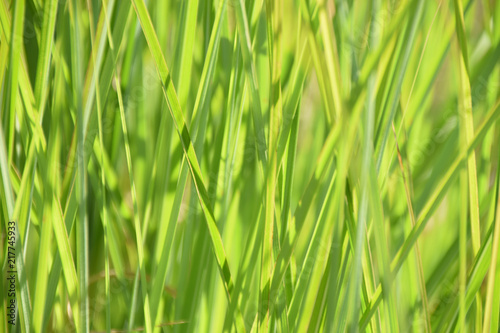 blurred bright-green reed grass juicy green colored as grasses background, calamagrostis background in summer