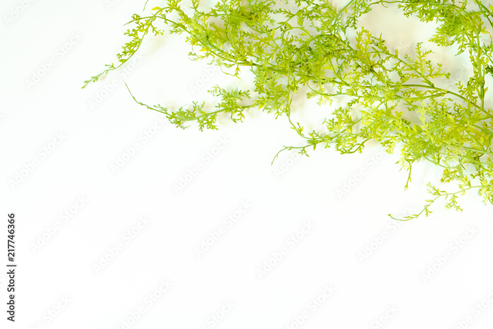 背景　植物