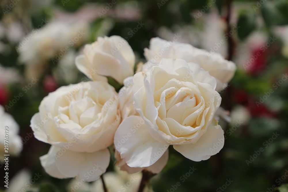 Rosas Blancas Rosas Blancas