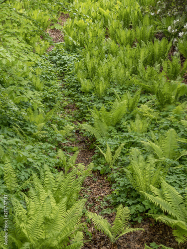 Vegetation in the park of the Louisiana Museum of Modern Art, Denmark