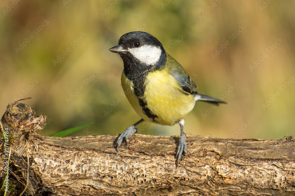 Naklejka premium Great Tit (Parus Major)