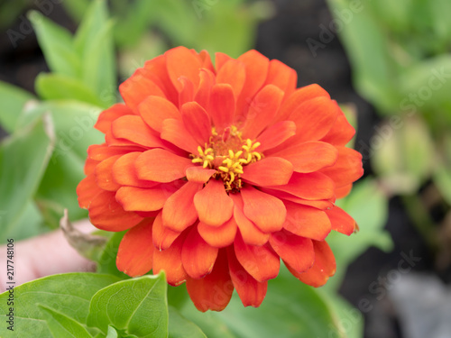 Orange Flower Hand