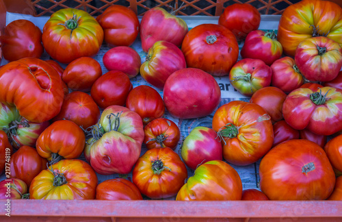 Ripe organic tomatoes grown in a greenhouse, collected in a box