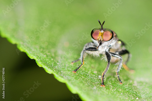 macro shot of a small fly red eye on a green leaf. © sutlafk