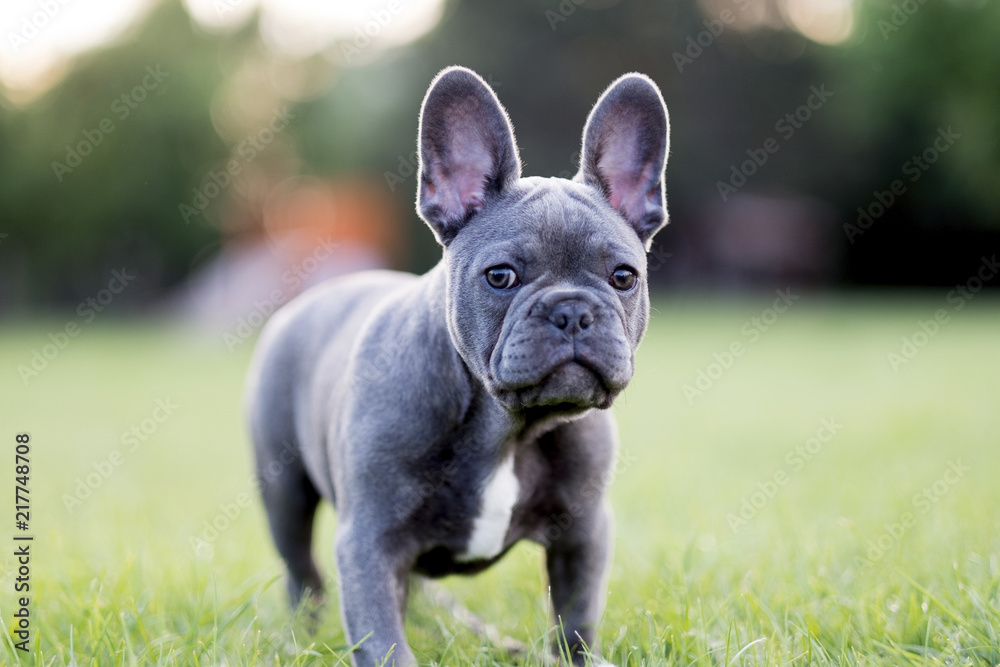 Close-up portrait of French Bulldog standing on grassy field Close-up portrait of French Bulldog standing on grassy field