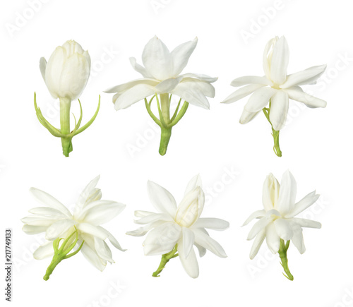 Fototapeta Naklejka Na Ścianę i Meble -  White flower, Thai jasmine flower  isolated on white background.