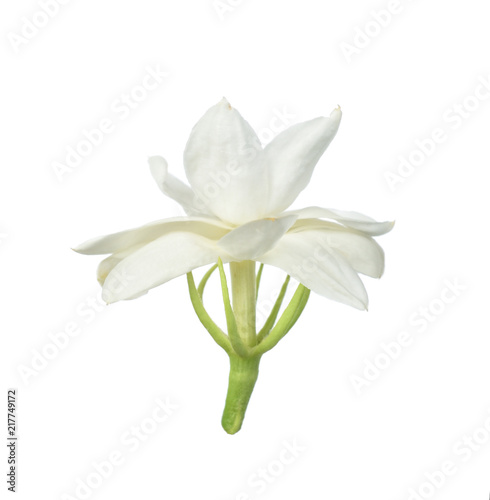 White flower  Thai jasmine flower  isolated on white background.