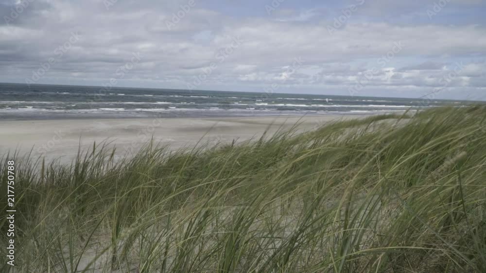 Beach grass on dunes at the coast and in the background the sea Beach grass on dunes at the coast and in the background the sea