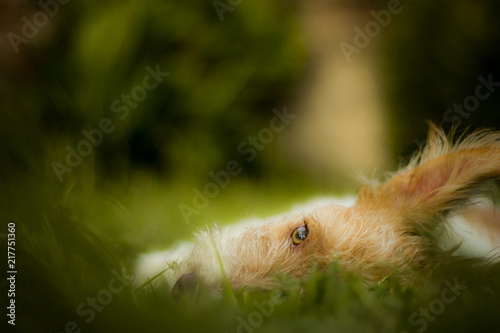 Fényképezés Observando