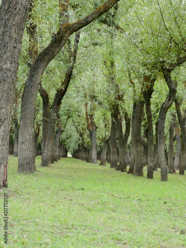 Willow Trees And Other Wood Trees In Forest Nurseries In Kashmir Valley India © Aafaq Shafi