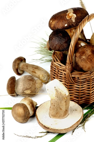 Raw Boletus Mushrooms