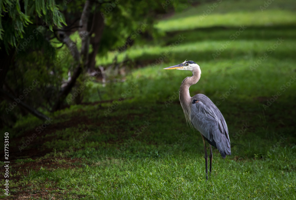 Fototapeta premium Bird Sanctuary