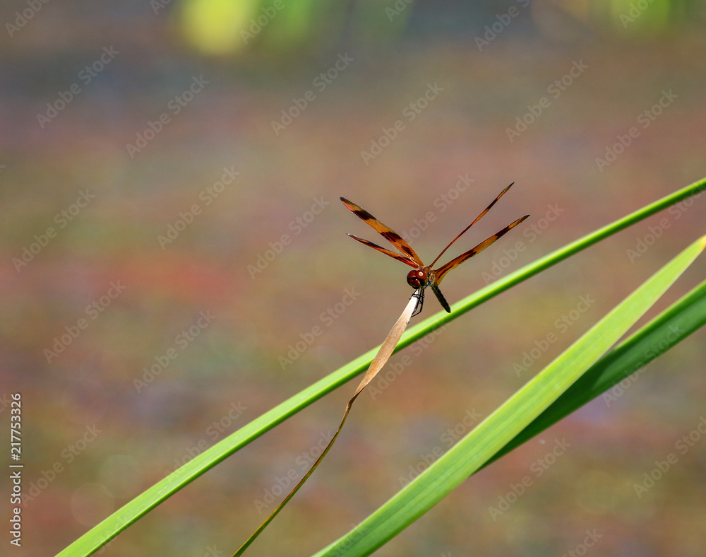 Dragon Fly Perch Dragon Fly Perch