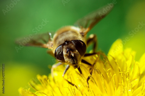 bee on dandelion