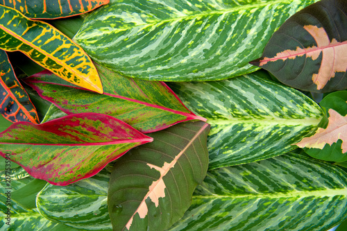 The abstract natural leaves texture concept, tropical leaf, nature background, green background. photo