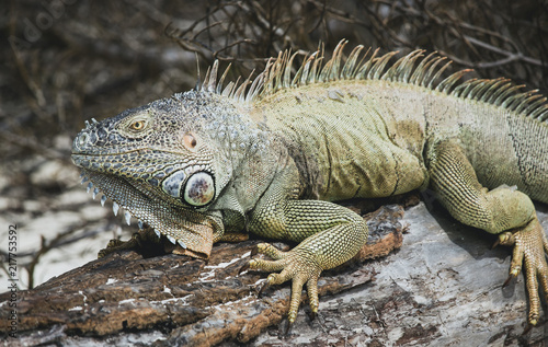 Iguanas during vacation in San Andres sharply focused to show their rugged features and skin patterns and individual personalities