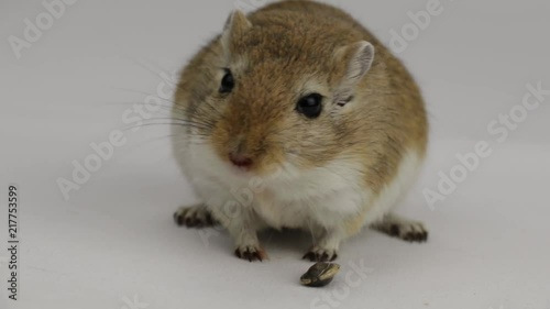 a brown and white gerbil eating a pipe on white background