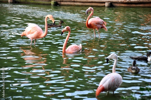 Group of American Flamingo  Phoenicopterus  standing in the lake at the garden in zoo park
