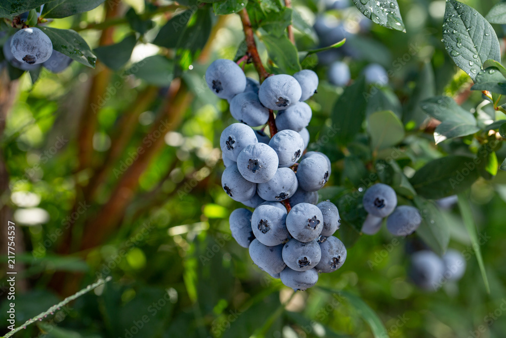 Fresh Organic Blueberries on the bush. close up Fresh Organic Blueberries on the bush. close up
