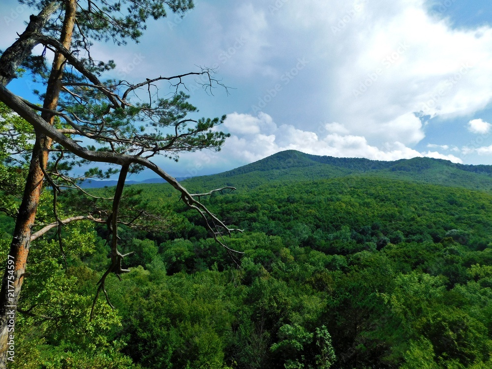 Obraz premium 'TheHorseHead'