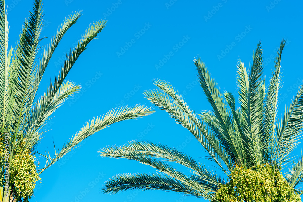 Green palm tree against blue sky and dates new green fruit. Jews Eat New Fruits on Rosh Hashanah Dates for a Sweet Year. Green palm tree against blue sky and dates new green fruit. Jews Eat New Fruits on Rosh Hashanah Dates for a Sweet Year.